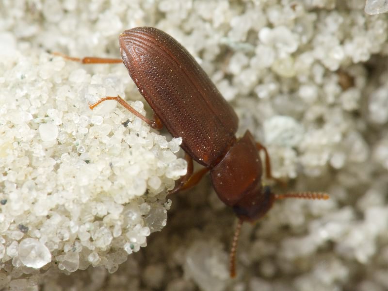 Cynaeus angustus (Leconte, 1851)